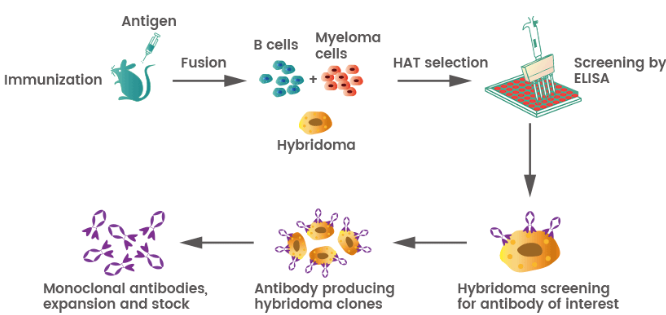 Keys To The Production Of Antibodies In Vitro